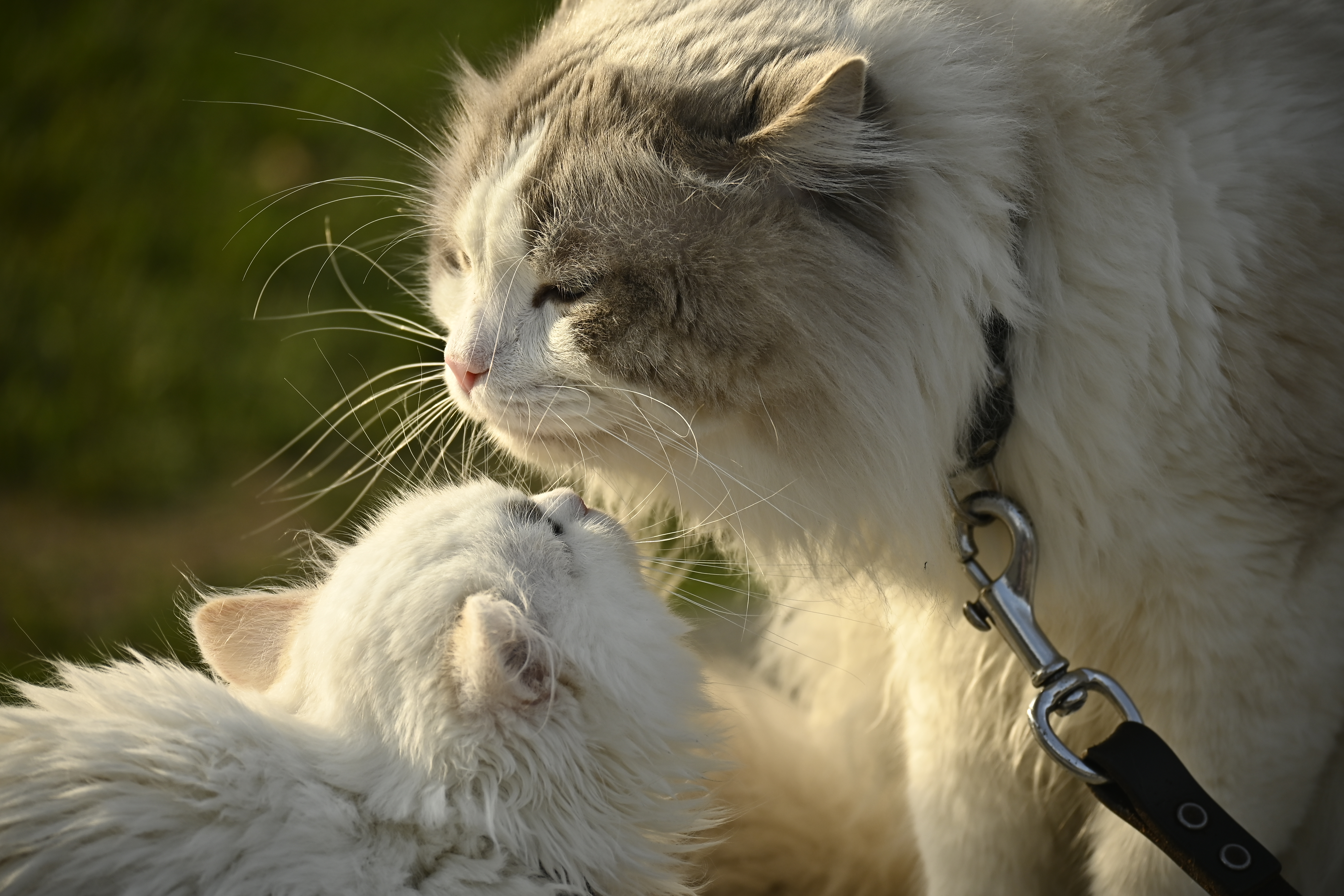 Close up picture of a big mother cat and a little white baby cat