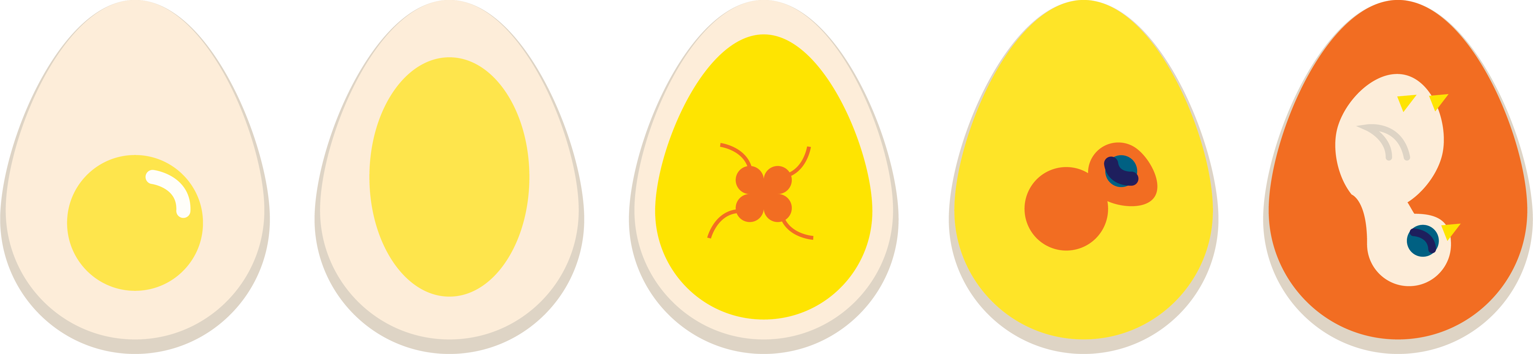 vector image of chick embryo growth in egg