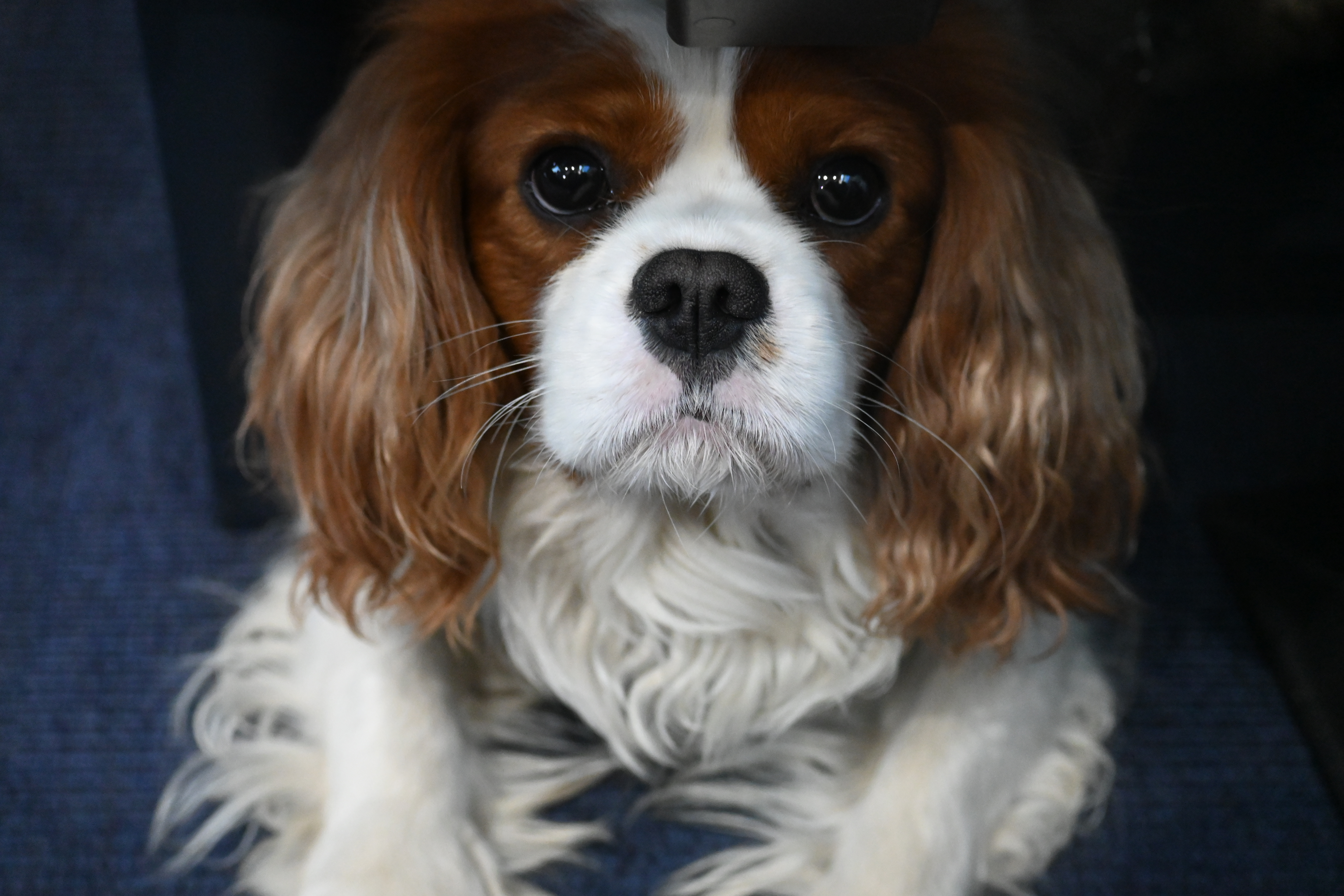 A king charles spaniel under a train seat